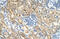 Indian hedgehog protein antibody, ARP45230_T100, Aviva Systems Biology, Immunohistochemistry frozen image 