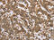 Inhibitor Of Nuclear Factor Kappa B Kinase Subunit Epsilon antibody, CSB-PA987228, Cusabio, Immunohistochemistry frozen image 