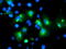 Myeloid Leukemia Factor 1 antibody, TA504766, Origene, Immunofluorescence image 