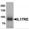 Interleukin 17 Receptor E antibody, MBS153491, MyBioSource, Western Blot image 