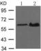 SMAD Family Member 1 antibody, TA323506, Origene, Western Blot image 