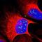 Zinc Finger Protein 275 antibody, HPA000566, Atlas Antibodies, Immunofluorescence image 