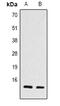 Histone Cluster 4 H4 antibody, abx134229, Abbexa, Western Blot image 