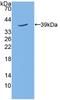 Trophoblast Glycoprotein antibody, LS-C314512, Lifespan Biosciences, Western Blot image 