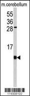 FKBP Prolyl Isomerase 1B antibody, 63-255, ProSci, Western Blot image 