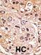 Growth Differentiation Factor 9 antibody, 61-071, ProSci, Immunohistochemistry paraffin image 