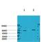 Gamma-Aminobutyric Acid Type A Receptor Alpha4 Subunit antibody, A04888, Boster Biological Technology, Western Blot image 
