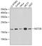 Mitotic Spindle Organizing Protein 2B antibody, GTX66597, GeneTex, Western Blot image 
