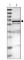 Squalene Epoxidase antibody, HPA018038, Atlas Antibodies, Western Blot image 