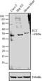 Phosphate Cytidylyltransferase 2, Ethanolamine antibody, PA1-545, Invitrogen Antibodies, Western Blot image 