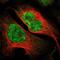 Tetrahydrocannabinol  antibody, NBP1-82096, Novus Biologicals, Immunofluorescence image 