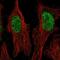 Zinc Finger Protein 320 antibody, NBP2-68791, Novus Biologicals, Immunofluorescence image 