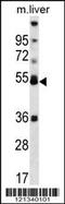 Peroxisome Proliferator Activated Receptor Alpha antibody, 56-728, ProSci, Western Blot image 