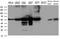 Interferon Regulatory Factor 3 antibody, LS-C798679, Lifespan Biosciences, Western Blot image 