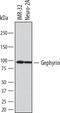 GPH antibody, MAB7519, R&D Systems, Western Blot image 