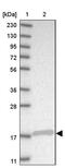 Signal recognition particle 19 kDa protein antibody, PA5-56099, Invitrogen Antibodies, Western Blot image 