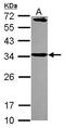 Syntaxin 6 antibody, PA5-30366, Invitrogen Antibodies, Western Blot image 
