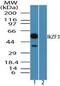 IKAROS Family Zinc Finger 3 antibody, PA5-23269, Invitrogen Antibodies, Western Blot image 
