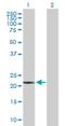 Tryptophanyl TRNA Synthetase 2, Mitochondrial antibody, H00010352-B01P, Novus Biologicals, Western Blot image 