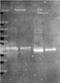 Outer surface protein B antibody, orb344677, Biorbyt, Western Blot image 