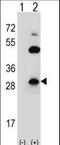 Claudin 2 antibody, LS-C168814, Lifespan Biosciences, Western Blot image 
