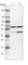 Archain 1 antibody, HPA037573, Atlas Antibodies, Western Blot image 