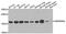 ADP Ribosylation Factor 1 antibody, abx007370, Abbexa, Western Blot image 