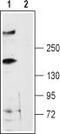Ryanodine Receptor 3 antibody, TA329026, Origene, Western Blot image 