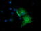 Exonuclease 3'-5' Domain Containing 1 antibody, M15906-1, Boster Biological Technology, Immunofluorescence image 