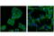 Neurofibromin 2 antibody, 23292S, Cell Signaling Technology, Immunofluorescence image 