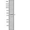 Trace Amine Associated Receptor 2 (Gene/Pseudogene) antibody, PA5-67754, Invitrogen Antibodies, Western Blot image 