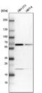 Rho GTPase Activating Protein 6 antibody, PA5-57812, Invitrogen Antibodies, Western Blot image 