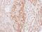 Kininogen 1 antibody, PA5-21333, Invitrogen Antibodies, Immunohistochemistry frozen image 