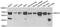 Nuclear Receptor Subfamily 2 Group C Member 2 antibody, abx004915, Abbexa, Western Blot image 