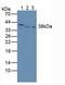 Inhibin Subunit Beta C antibody, LS-C294616, Lifespan Biosciences, Western Blot image 