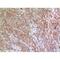 Inhibin Subunit Beta B antibody, LS-C387169, Lifespan Biosciences, Immunohistochemistry paraffin image 