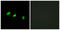 Transformer 2 Alpha Homolog antibody, abx013595, Abbexa, Western Blot image 