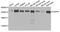 Cytoskeleton Associated Protein 5 antibody, A8532, ABclonal Technology, Western Blot image 