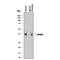 SPARC antibody, AF942, R&D Systems, Western Blot image 