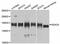 Histone Deacetylase 6 antibody, A11259, ABclonal Technology, Western Blot image 