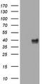 Wnt Family Member 3 antibody, LS-C175674, Lifespan Biosciences, Western Blot image 