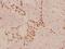 Eukaryotic Elongation Factor 2 Kinase antibody, A02277-2, Boster Biological Technology, Immunohistochemistry frozen image 