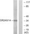 Olfactory Receptor Family 2 Subfamily A Member 5 antibody, LS-C120771, Lifespan Biosciences, Western Blot image 