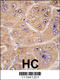 Alpha-L-Fucosidase 2 antibody, 63-094, ProSci, Immunohistochemistry paraffin image 