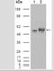 Calreticulin antibody, NBP1-47518AF488, Novus Biologicals, Western Blot image 