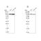 RNA Binding Motif Protein 12 antibody, NBP2-13208, Novus Biologicals, Western Blot image 