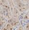 TDP43 antibody, FNab10050, FineTest, Immunohistochemistry paraffin image 