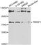 Transmembrane 9 Superfamily Member 1 antibody, STJ29597, St John