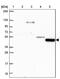 Transmembrane Protein 108 antibody, NBP2-38991, Novus Biologicals, Western Blot image 