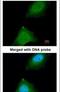 Ankyrin Repeat And SOCS Box Containing 9 antibody, PA5-21827, Invitrogen Antibodies, Immunofluorescence image 